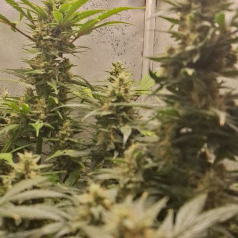 3️⃣-Fast Buds Auto Branco growlog timeline photo