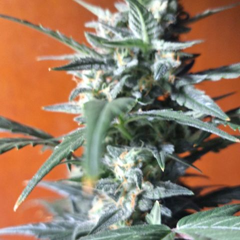 2️⃣-Fast buds Auto Marrom growlog timeline photo
