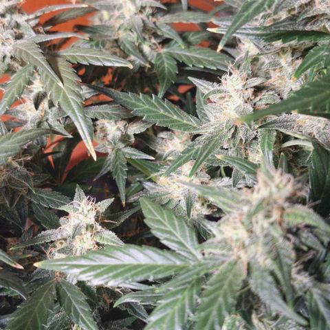3️⃣-Fast Buds Auto Branco growlog timeline photo