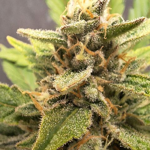 3️⃣-Fast Buds Auto Branco growlog timeline photo