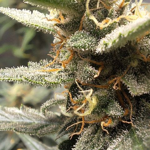 2️⃣-Fast buds Auto Marrom growlog timeline photo