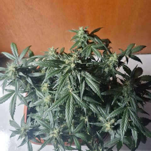 2️⃣-Fast buds Auto Marrom growlog timeline photo