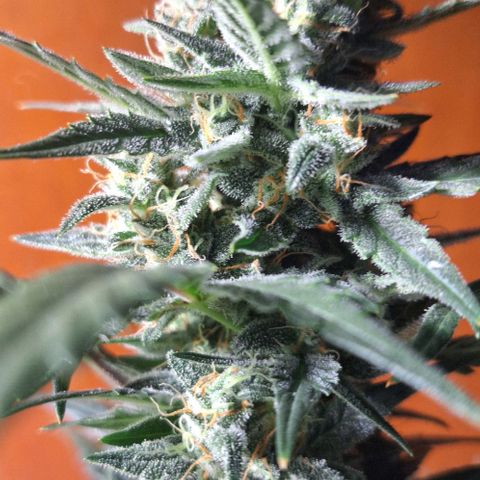 2️⃣-Fast buds Auto Marrom growlog timeline photo