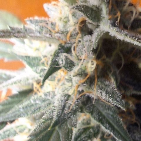 2️⃣-Fast buds Auto Marrom growlog timeline photo