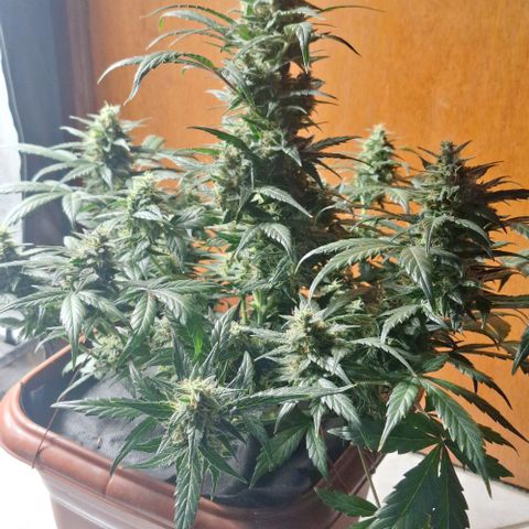 2️⃣-Fast buds Auto Marrom growlog timeline photo