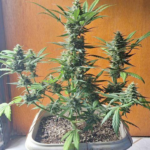 3️⃣-Fast Buds Auto Branco growlog timeline photo