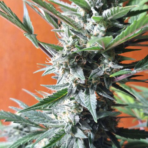 3️⃣-Fast Buds Auto Branco growlog timeline photo