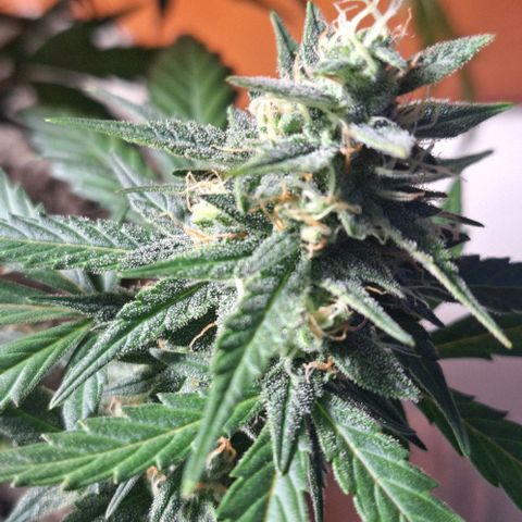 3️⃣-Fast Buds Auto Branco growlog timeline photo