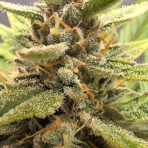 3️⃣-Fast Buds Auto Branco growlog timeline photo