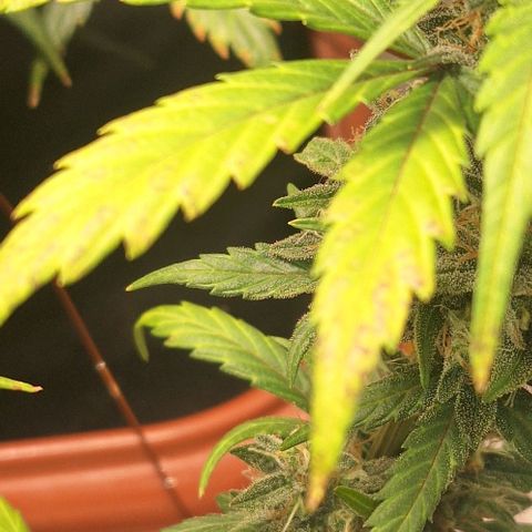 3️⃣-Fast Buds Auto Branco growlog timeline photo