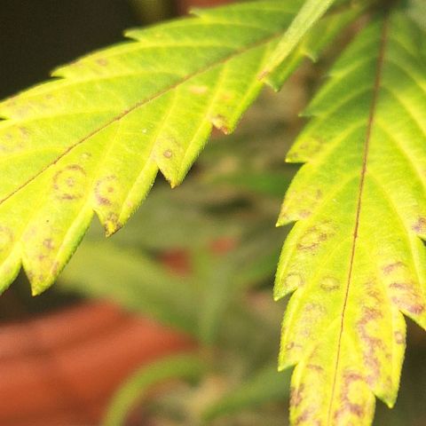3️⃣-Fast Buds Auto Branco growlog timeline photo