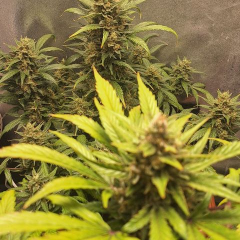2️⃣-Fast buds Auto Marrom growlog timeline photo