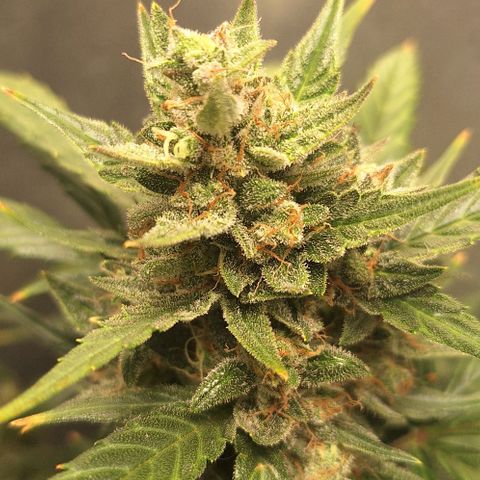 2️⃣-Fast buds Auto Marrom growlog timeline photo
