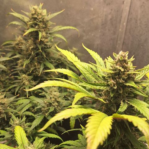 3️⃣-Fast Buds Auto Branco growlog timeline photo