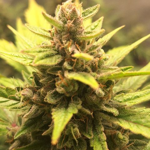 3️⃣-Fast Buds Auto Branco growlog timeline photo