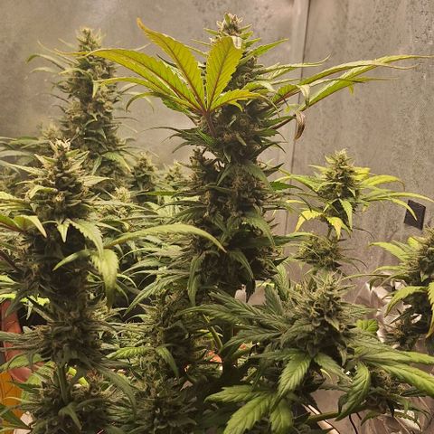 2️⃣-Fast buds Auto Marrom growlog timeline photo