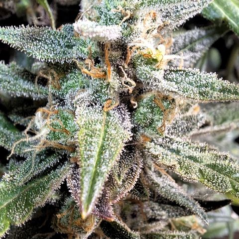 3️⃣-Fast Buds Auto Branco growlog timeline photo