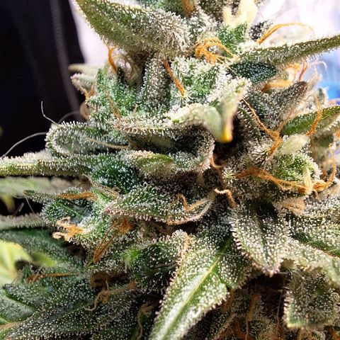3️⃣-Fast Buds Auto Branco growlog timeline photo
