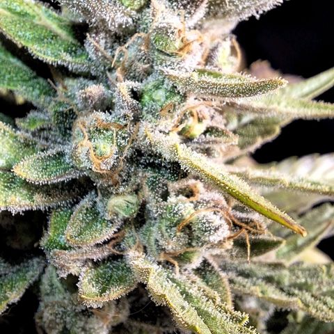 3️⃣-Fast Buds Auto Branco growlog timeline photo