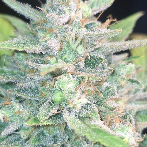 3️⃣-Fast Buds Auto Branco growlog timeline photo