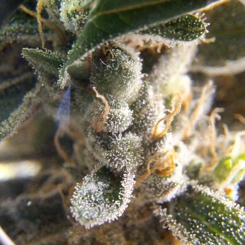3️⃣-Fast Buds Auto Branco growlog timeline photo