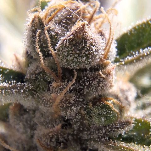 3️⃣-Fast Buds Auto Branco growlog timeline photo