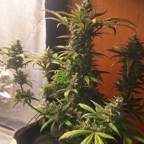 3️⃣-Fast Buds Auto Branco growlog timeline photo