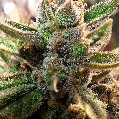 3️⃣-Fast Buds Auto Branco growlog timeline photo