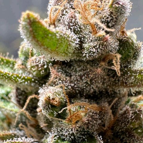 3️⃣-Fast Buds Auto Branco growlog timeline photo