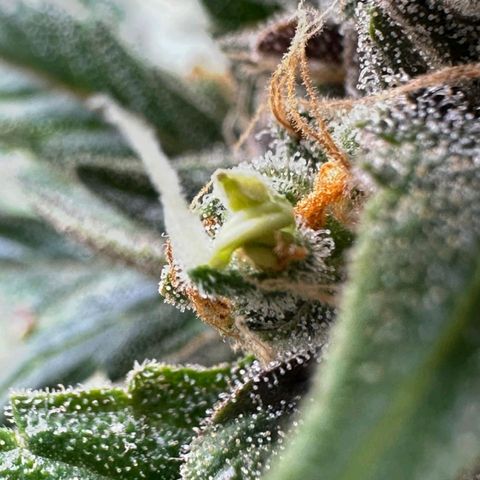 3️⃣-Fast Buds Auto Branco growlog timeline photo
