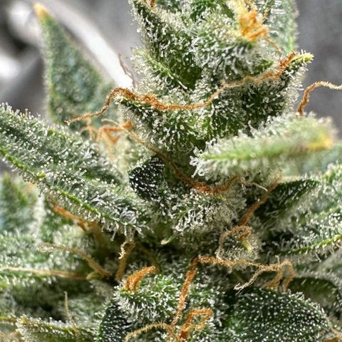 2️⃣-Fast buds Auto Marrom growlog timeline photo