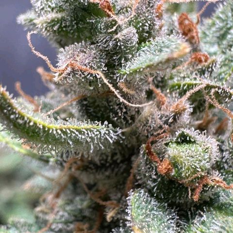 2️⃣-Fast buds Auto Marrom growlog timeline photo