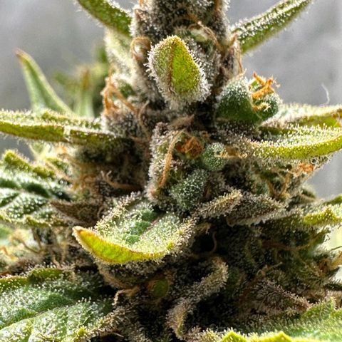 3️⃣-Fast Buds Auto Branco growlog timeline photo