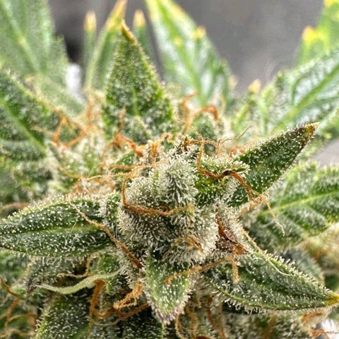 2️⃣-Fast buds Auto Marrom growlog timeline photo