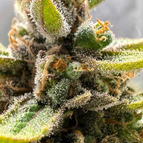 3️⃣-Fast Buds Auto Branco growlog timeline photo