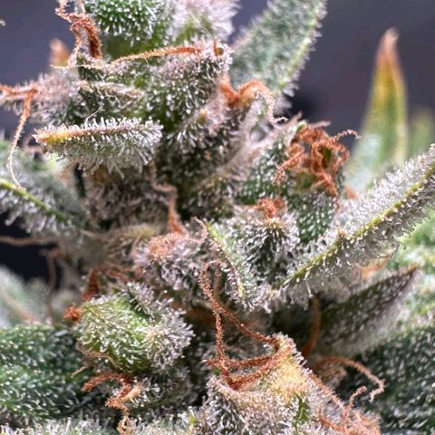 2️⃣-Fast buds Auto Marrom growlog timeline photo