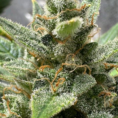 2️⃣-Fast buds Auto Marrom growlog timeline photo