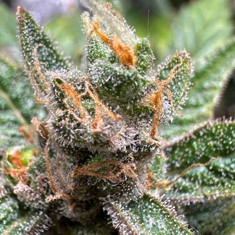 3️⃣-Fast Buds Auto Branco growlog timeline photo