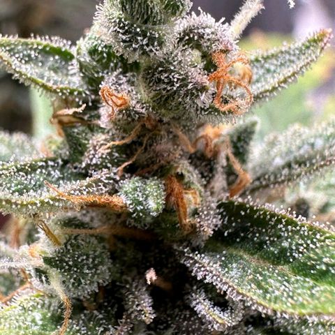 3️⃣-Fast Buds Auto Branco growlog timeline photo