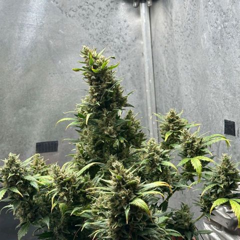 2️⃣-Fast buds Auto Marrom growlog timeline photo