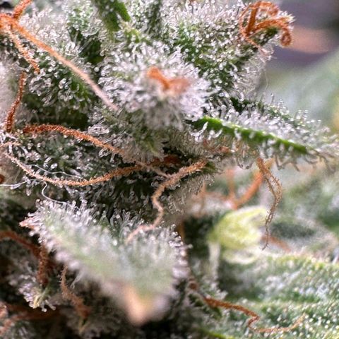 2️⃣-Fast buds Auto Marrom growlog timeline photo