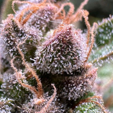 3️⃣-Fast Buds Auto Branco growlog timeline photo