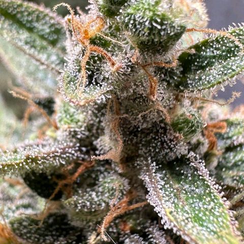 3️⃣-Fast Buds Auto Branco growlog timeline photo