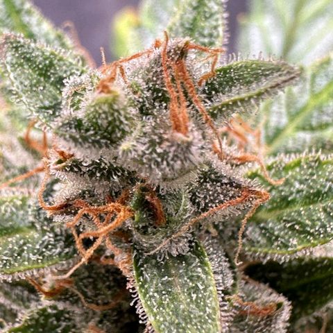2️⃣-Fast buds Auto Marrom growlog timeline photo