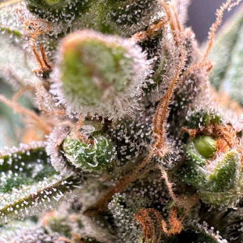 3️⃣-Fast Buds Auto Branco growlog timeline photo