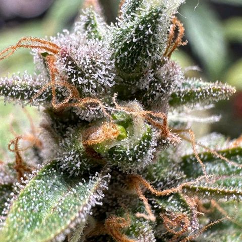 3️⃣-Fast Buds Auto Branco growlog timeline photo