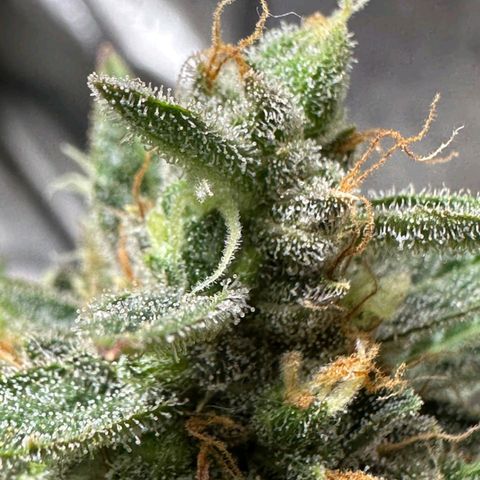 3️⃣-Fast Buds Auto Branco growlog timeline photo