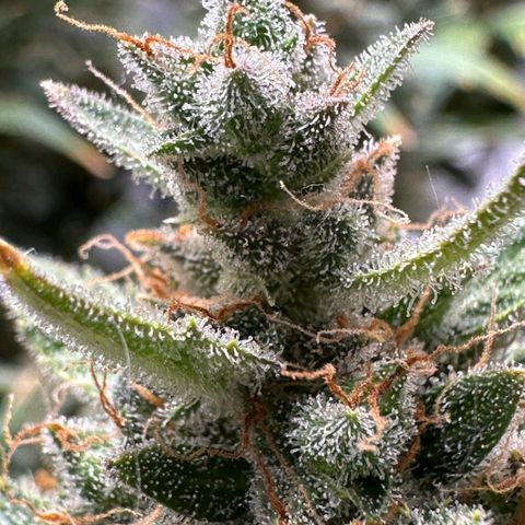 2️⃣-Fast buds Auto Marrom growlog timeline photo