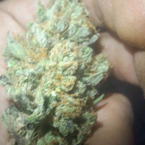 3️⃣-Fast Buds Auto Branco growlog timeline photo