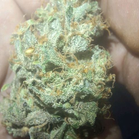 3️⃣-Fast Buds Auto Branco growlog timeline photo